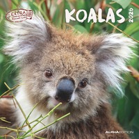 Alpha Edition - Koalas Kalender 2026 – Wandkalender 30×30 cm (30×60 geöffnet) als Broschürenkalender mit 12 Tiermotiven, Kalender mit Platz für Notizen, Geschenkidee für Tierfreunde