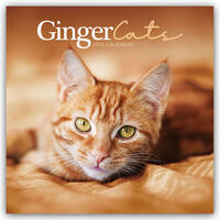 Ginger Cats – Rothaarige Katzen 2025 – Wand-Kalender