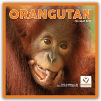 Orangutan – Orang-Utan 2025 – Wand-Kalender