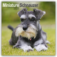 Miniature Schnauzer – Zwergschnauzer 2025 - 16-Monatskalender