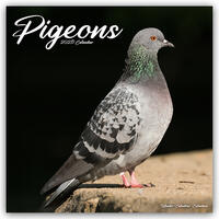 Pigeons – Tauben 2025 – 16-Monatskalender