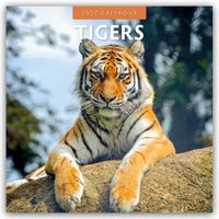 Tigers – Tiger 2027 – 16-Monatskalender