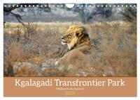 Kgalagadi - Fauna und Wildtiere in der Kalahari (Wandkalender 2025 DIN A4 quer), CALVENDO Monatskalender