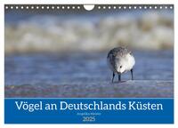 Vögel an Deutschlands Küsten (Wandkalender 2025 DIN A4 quer), CALVENDO Monatskalender