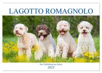 Lagotto Romagnolo - Der Trüffelhund aus Italien (Wandkalender 2025 DIN A2 quer), CALVENDO Monatskalender