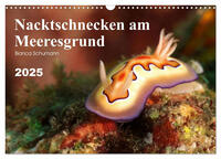 Nacktschnecken am Meeresgrund (Wandkalender 2025 DIN A3 quer), CALVENDO Monatskalender