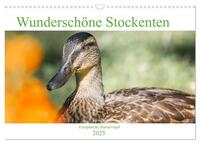 Wunderschöne Stockenten - Europäische Wasservögel (Wandkalender 2025 DIN A3 quer), CALVENDO Monatskalender