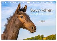 Baby-Fohlen: sonnige Impressionen (Wandkalender 2025 DIN A4 quer), CALVENDO Monatskalender