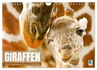 Giraffen: die afrikanischen Tiere mit Weitblick (Wandkalender 2025 DIN A4 quer), CALVENDO Monatskalender