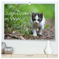 Junge Katzen im Wald (hochwertiger Premium Wandkalender 2025 DIN A2 quer), Kunstdruck in Hochglanz