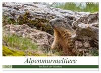 Alpenmurmeltiere - Im Reich der Mankeis (Wandkalender 2025 DIN A3 quer), CALVENDO Monatskalender