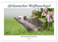 Afrikanische Weißbauchigel (Wandkalender 2025 DIN A3 quer), CALVENDO Monatskalender