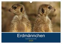 Erdmännchen - Zusammen sind wir stark (Wandkalender 2025 DIN A3 quer), CALVENDO Monatskalender