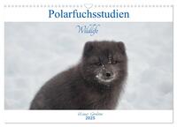 Polarfuchsstudien Wildlife (Wandkalender 2025 DIN A3 quer), CALVENDO Monatskalender