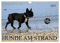 HUNDE AM STRAND (Wandkalender 2025 DIN A4 quer), CALVENDO Monatskalender