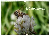 Arbeitsbienen (Wandkalender 2025 DIN A3 quer), CALVENDO Monatskalender