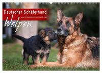 Deutscher Schäferhund - Welpen (Wandkalender 2025 DIN A2 quer), CALVENDO Monatskalender