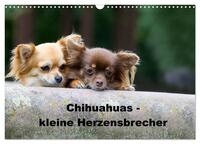 Chihuahuas - kleine Herzensbrecher (Wandkalender 2025 DIN A3 quer), CALVENDO Monatskalender