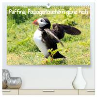 Puffins, Papageitauchern ganz nah (hochwertiger Premium Wandkalender 2025 DIN A2 quer), Kunstdruck in Hochglanz