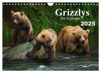 Grizzlys - Der Kalender (Wandkalender 2025 DIN A4 quer), CALVENDO Monatskalender