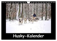 Husky-Kalender (Wandkalender 2025 DIN A4 quer), CALVENDO Monatskalender