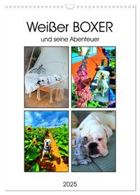 Weißer BOXER (Wandkalender 2025 DIN A3 hoch), CALVENDO Monatskalender