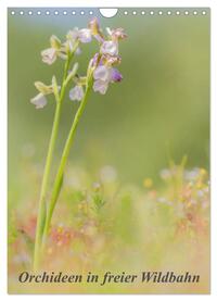 Orchideen in freier Wildbahn (Wandkalender 2025 DIN A4 hoch), CALVENDO Monatskalender