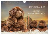 Neufundländer - Kleine Weltentdecker (Wandkalender 2025 DIN A4 quer), CALVENDO Monatskalender