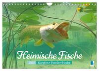 Heimische Fische: Karpfen, Forelle, Hecht (Wandkalender 2025 DIN A4 quer), CALVENDO Monatskalender