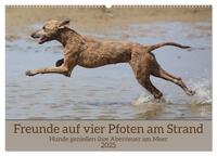 Freunde auf vier Pfoten am Strand (Wandkalender 2025 DIN A2 quer), CALVENDO Monatskalender