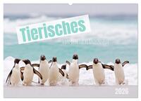 Tierisches von den Falklandinseln (Wandkalender 2026 DIN A2 quer), CALVENDO Monatskalender