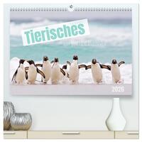 Tierisches von den Falklandinseln (hochwertiger Premium Wandkalender 2026 DIN A2 quer), Kunstdruck in Hochglanz