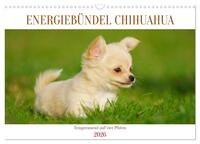 Enegiebündel Chihuahua - Temperament auf vier Pfoten (Wandkalender 2026 DIN A3 quer), CALVENDO Monatskalender