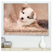 Bezaubernde Islandhundewelpen (hochwertiger Premium Wandkalender 2026 DIN A2 quer), Kunstdruck in Hochglanz