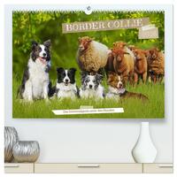 Border Collie - Das Universalgenie unter den Hunden (hochwertiger Premium Wandkalender 2026 DIN A2 quer), Kunstdruck in Hochglanz