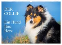 Der Collie - ein Hund fürs Herz (Wandkalender 2026 DIN A2 quer), CALVENDO Monatskalender