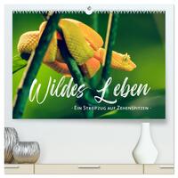 Wildes Leben - Ein Streifzug auf Zehenspitzen (hochwertiger Premium Wandkalender 2026 DIN A2 quer), Kunstdruck in Hochglanz