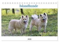 Islandhunde (Tischkalender 2026 DIN A5 quer), CALVENDO Monatskalender