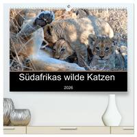 Südafrikas wilde Katzen (hochwertiger Premium Wandkalender 2026 DIN A2 quer), Kunstdruck in Hochglanz