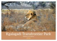 Kgalagadi - Fauna und Wildtiere in der Kalahari (Wandkalender 2026 DIN A2 quer), CALVENDO Monatskalender