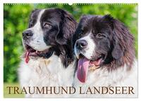 Traumhund Landseer (Wandkalender 2026 DIN A2 quer), CALVENDO Monatskalender