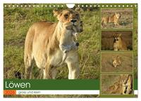 Löwen - gross und klein (Wandkalender 2026 DIN A4 quer), CALVENDO Monatskalender