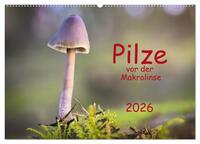 Pilze vor der Makrolinse 2026 (Wandkalender 2026 DIN A2 quer), CALVENDO Monatskalender