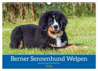Berner Sennenhund Welpen - Bezaubernde Plüschbärchen (Wandkalender 2026 DIN A3 quer), CALVENDO Monatskalender