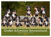 Großer Schweizer Sennenhund - Mit Schweizer Welpen durch das Jahr (Wandkalender 2026 DIN A2 quer), CALVENDO Monatskalender