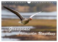 Graugänse in heimischer Umgebung (Wandkalender 2026 DIN A4 quer), CALVENDO Monatskalender