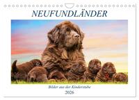 Neufundländer - Bilder aus der Kinderstube (Wandkalender 2026 DIN A4 quer), CALVENDO Monatskalender