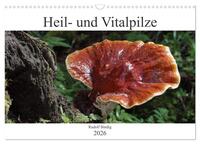 Heil- und Vitalpilze (Wandkalender 2026 DIN A3 quer), CALVENDO Monatskalender