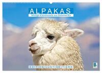 Alpakas: Wollige Kleinkamele aus Südamerika - Edition lustige Tiere (Wandkalender 2026 DIN A2 quer), CALVENDO Monatskalender