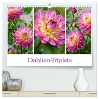 Dahlien-Triplets (hochwertiger Premium Wandkalender 2026 DIN A2 quer), Kunstdruck in Hochglanz